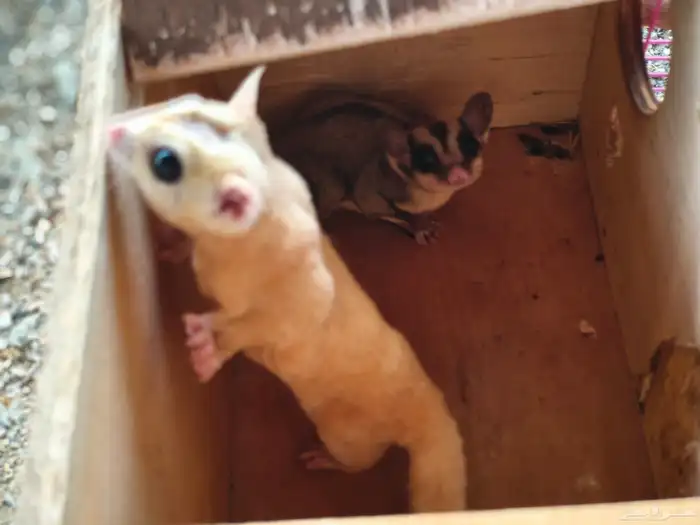 جوز سنجاب طائر 1