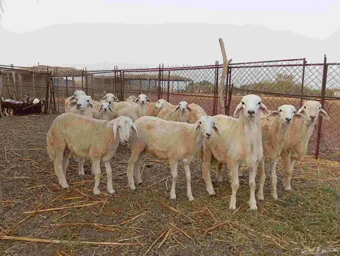 طليان حريه العدد 18 و 2رخل   ماشاء الله تبارك الله 0