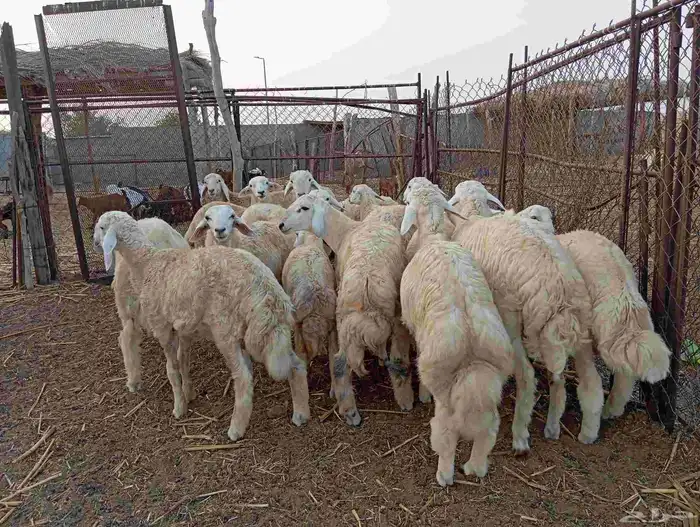 طليان حريه العدد 18 و 2رخل   ماشاء الله تبارك الله 3