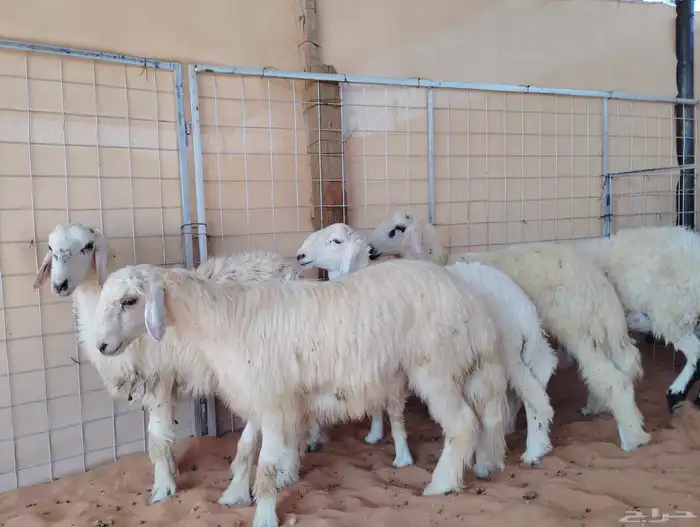 خمسة طليان نجدي ابيض ونعيمي وحري نظيفة وسليمة والصحة شرط 1