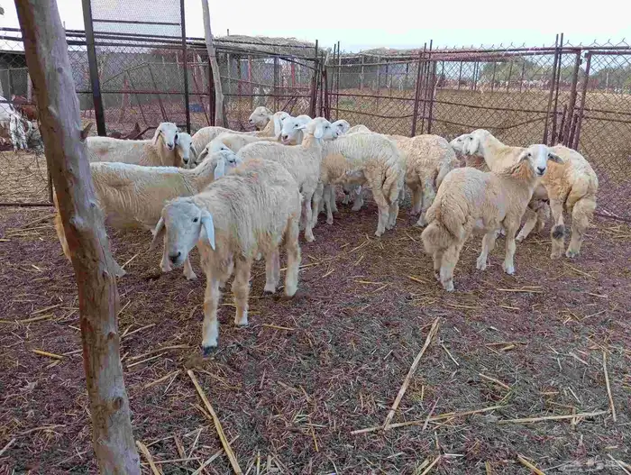 طليان حريه العدد 18 و 2رخل   ماشاء الله تبارك الله 5