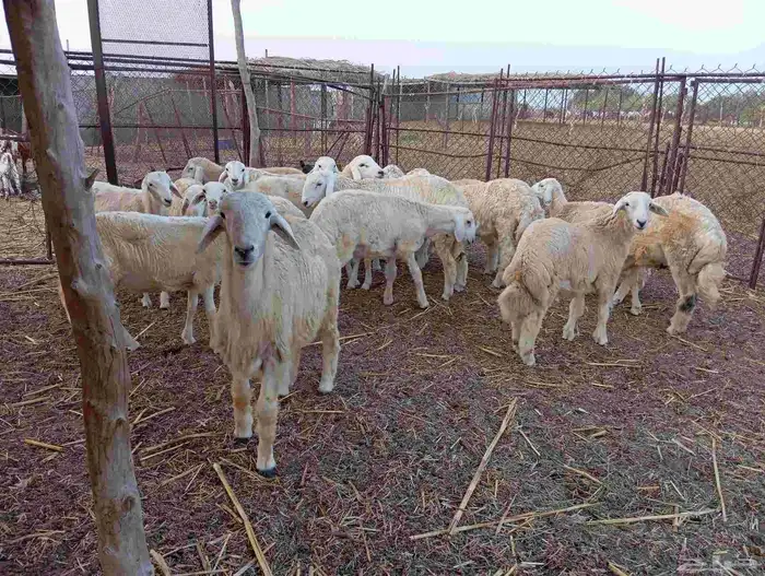 طليان حريه العدد 18 و 2رخل   ماشاء الله تبارك الله 2