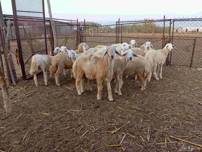 طليان حريه العدد 18 و 2رخل   ماشاء الله تبارك الله 1