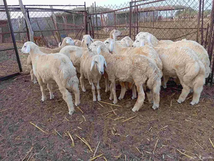 طليان حريه العدد 18 و 2رخل   ماشاء الله تبارك الله 4