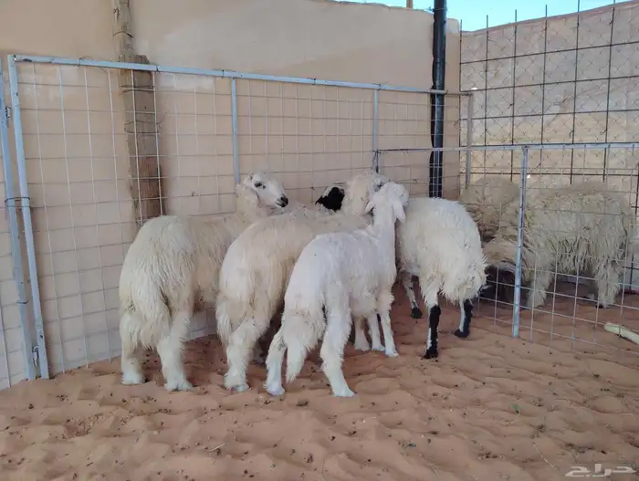 خمسة طليان نجدي ابيض ونعيمي وحري نظيفة وسليمة والصحة شرط 2