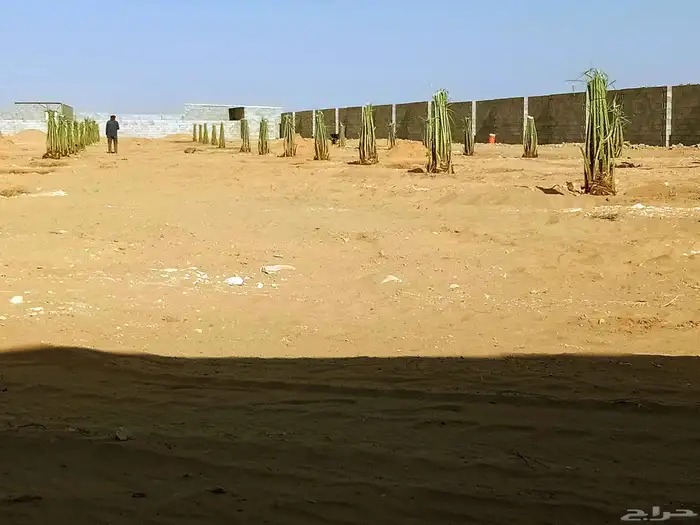 نخل اللبيع 0