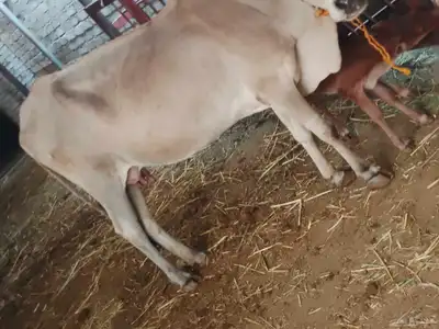 بقره بلدي index