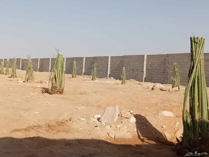 نخل اللبيع 2