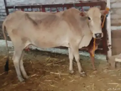 بقره بلدي index