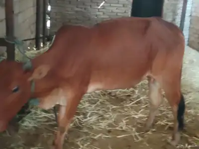 بقره بلدي index