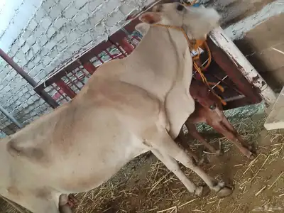 بقره بلدي index