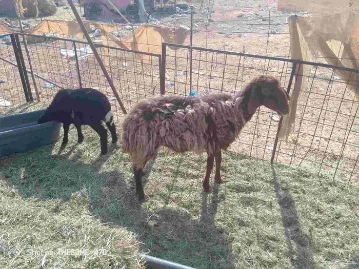 البيع نعيمه والد معه خرووف 1