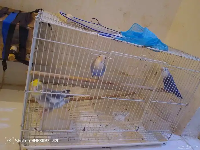 عصافير الروز جوز وكوكتيل فرد دكر ثلاثه مع بعض سعر مغري 0