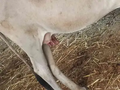 بقره بلدي index