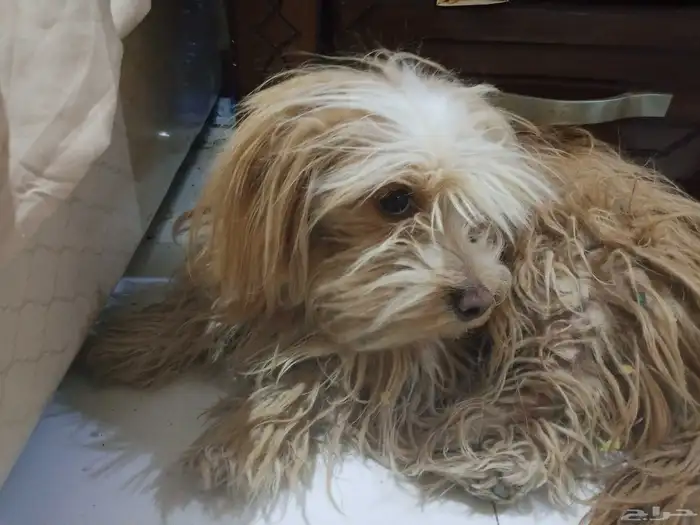 كلب مالتيز انثى عمر سنه لعوب اليفه 0