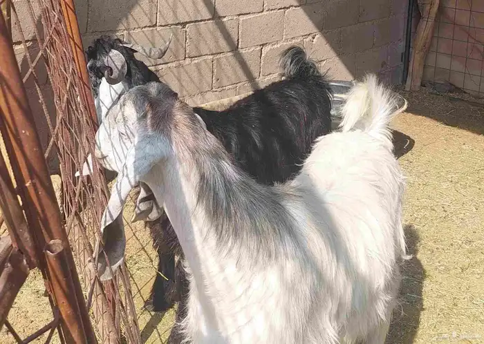 تيوس للبيع 3