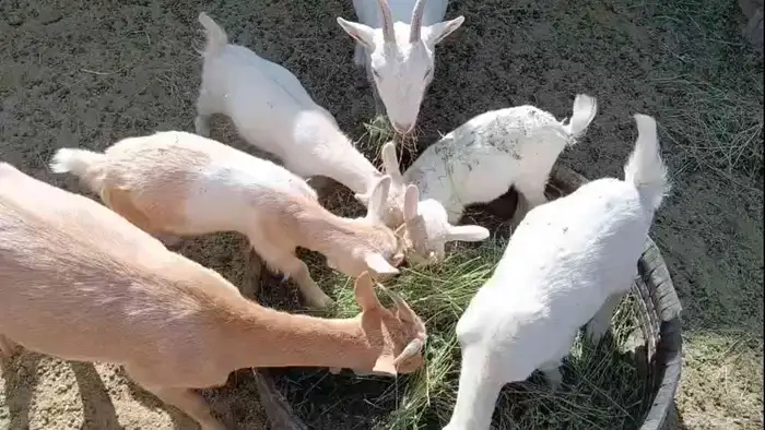 معزا قزم لببيع العدد 9 مع الفحل 2