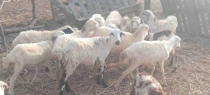 رخال رفيدي 1