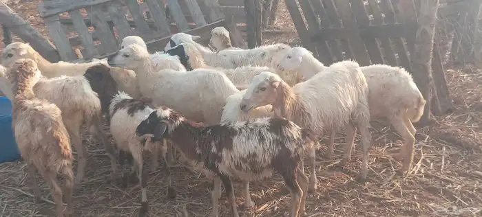 رخال رفيدي 2