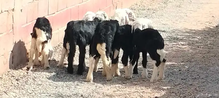 دواغير نجد 5 خاروف 2 رخال عمرهم شهر ونص 6