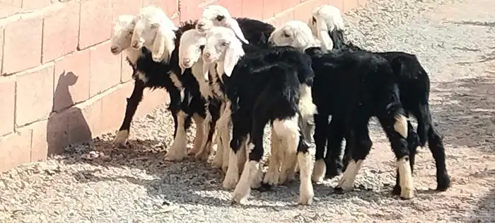 دواغير نجد 5 خاروف 2 رخال عمرهم شهر ونص 7