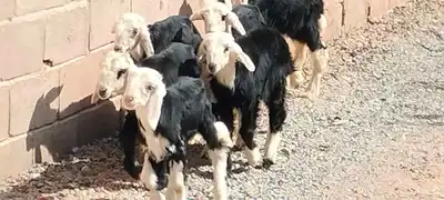 دواغير نجد 5 خاروف 2 رخال عمرهم شهر ونص index