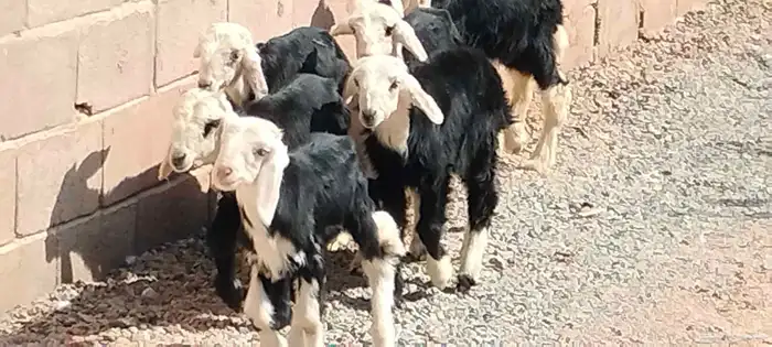 دواغير نجد 5 خاروف 2 رخال عمرهم شهر ونص 0