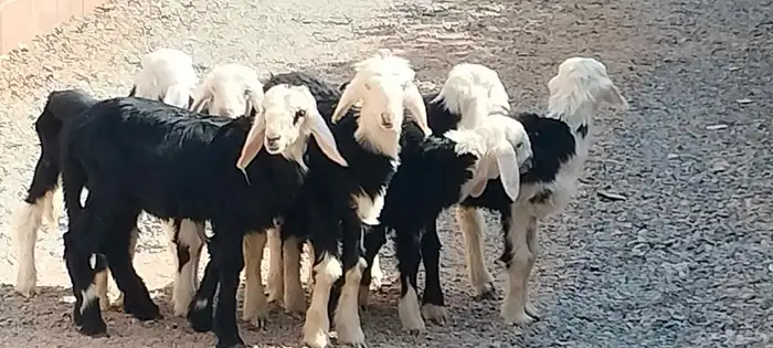 دواغير نجد 5 خاروف 2 رخال عمرهم شهر ونص 4