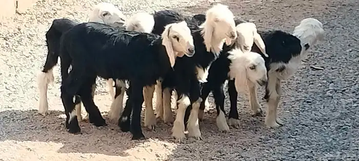 دواغير نجد 5 خاروف 2 رخال عمرهم شهر ونص 2