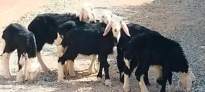 دواغير نجد 5 خاروف 2 رخال عمرهم شهر ونص index