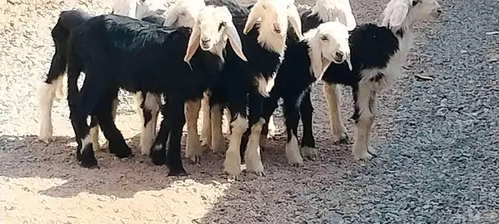 دواغير نجد 5 خاروف 2 رخال عمرهم شهر ونص 3