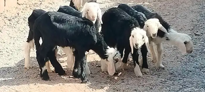 دواغير نجد 5 خاروف 2 رخال عمرهم شهر ونص 9