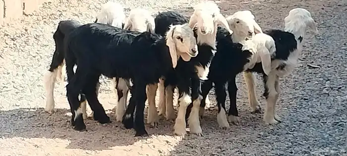 دواغير نجد 5 خاروف 2 رخال عمرهم شهر ونص 5