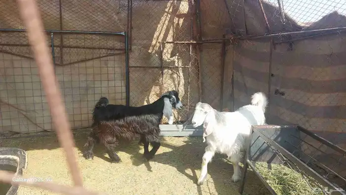 تيوس للبيع 1