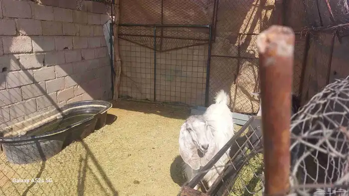 تيوس للبيع 7