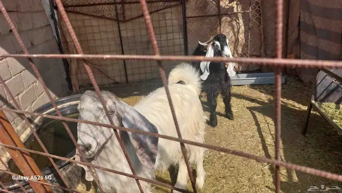 تيوس للبيع 9