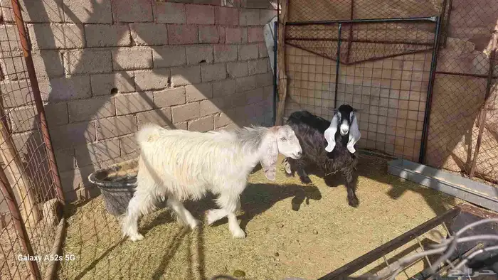 تيوس للبيع 5