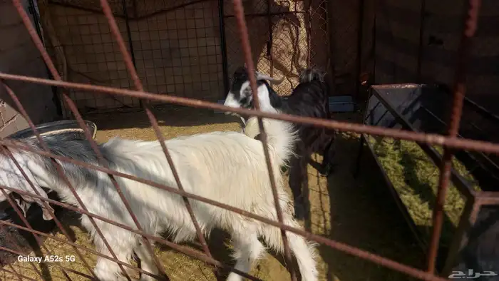 تيوس للبيع 6