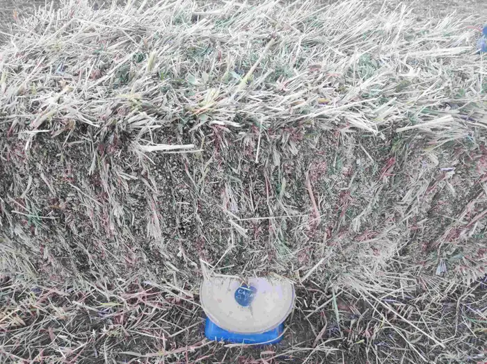 علف ذرة جيزانية ناعمة جدا  قصب 8