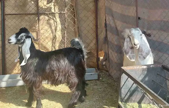 تيوس للبيع 0