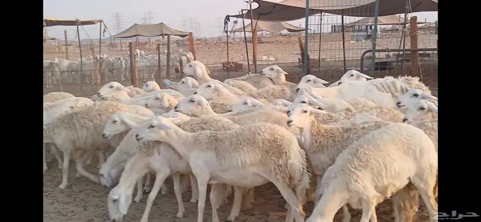 رخال حريه حرش دفيع 6