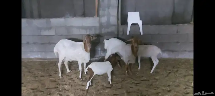 برابر متابيع وفحل الاحساء الهفوف 5