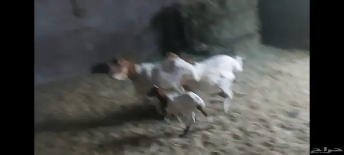 برابر متابيع وفحل الاحساء الهفوف 3