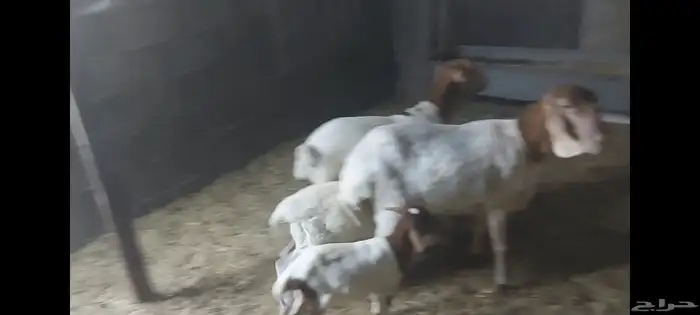 برابر متابيع وفحل الاحساء الهفوف 4