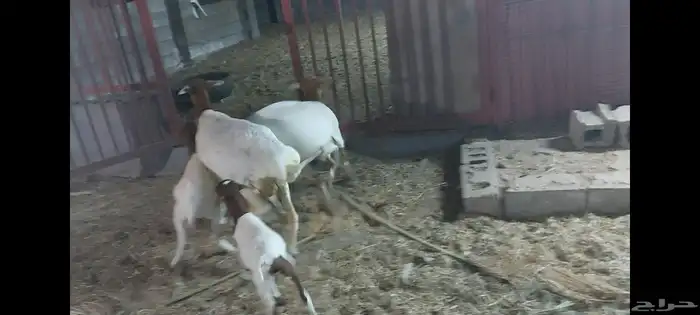 برابر متابيع وفحل الاحساء الهفوف 7