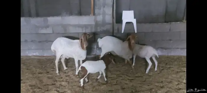 برابر متابيع وفحل الاحساء الهفوف 0