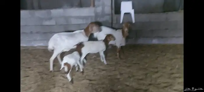 برابر متابيع وفحل الاحساء الهفوف 1