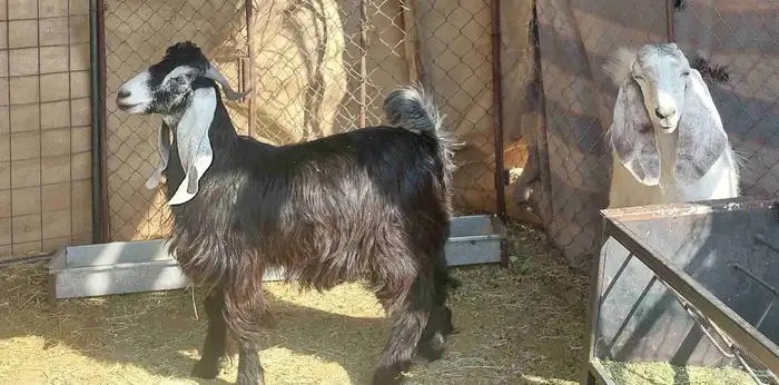 تيوس للبيع 2