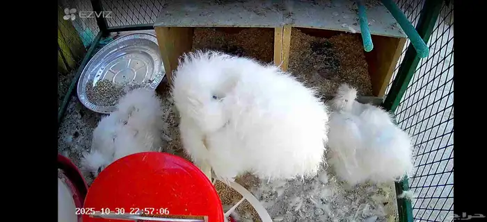 دجاج سلكي او قطني عرف ازرق طقم ديك ودجاجتين للبيع لاعلى سومه 1