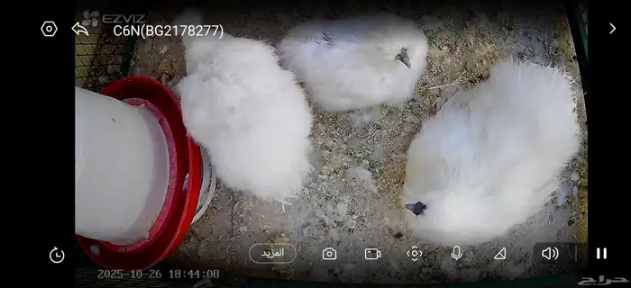 دجاج سلكي او قطني عرف ازرق طقم ديك ودجاجتين للبيع لاعلى سومه 0